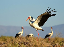 Rebel Storks